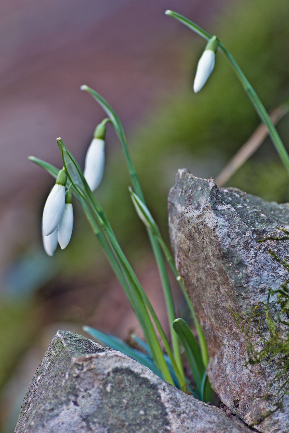 Galanthus nivalis / Bucaneve